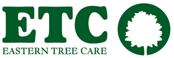 Tree Surgery Services Norfolk